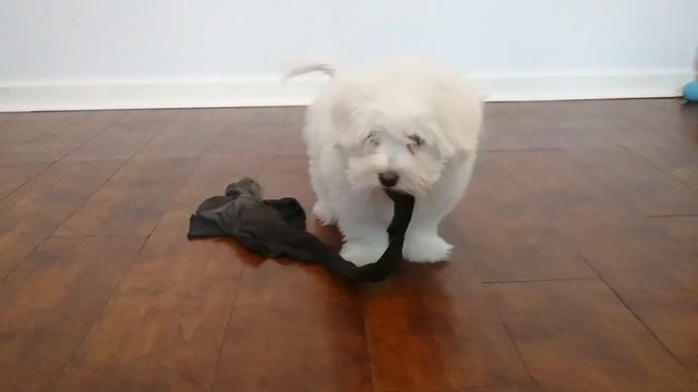 Coton De Tulear Puppy Diary - Week 6. Socks