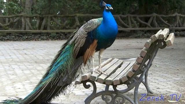 Звуки птиц!Құстар!ПТИЦЫ на казахском!Кустар даусы!Развивающее видео на казахском!Sound of birds! смотреть онлайн