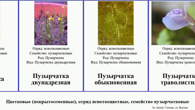Цветковые (покрытосеменные), отряд ясноткоцветные, семейство пузырчатковые пузырчатка Angiosperms