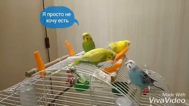 Что едят волнистые попугаи 1 смотреть онлайн