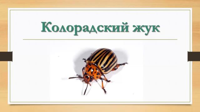 Насекомые для детей ★ КАРТОЧКИ ПО МЕТОДИКЕ ГЛЕННА ДОМАНА