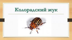 Насекомые для детей ★ КАРТОЧКИ ПО МЕТОДИКЕ ГЛЕННА ДОМАНА
