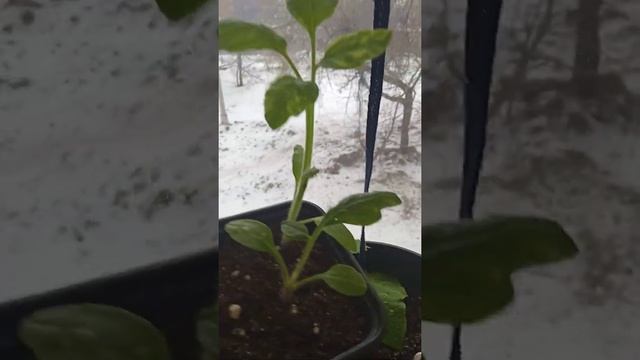 томат балконное чудо. Агрофирма (Семена для сибири). смотреть онлайн