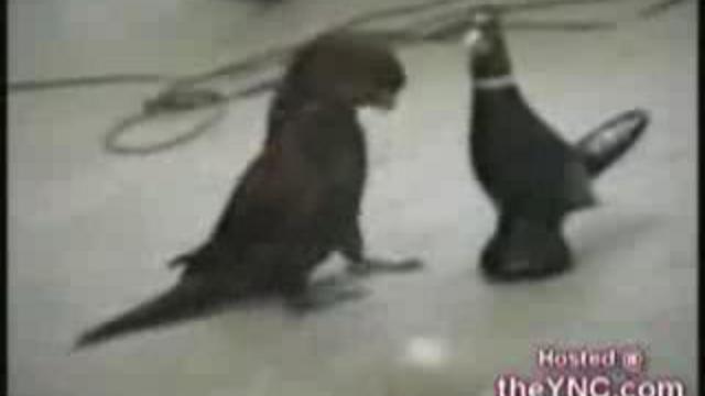 Животинки раслабляются смотреть онлайн