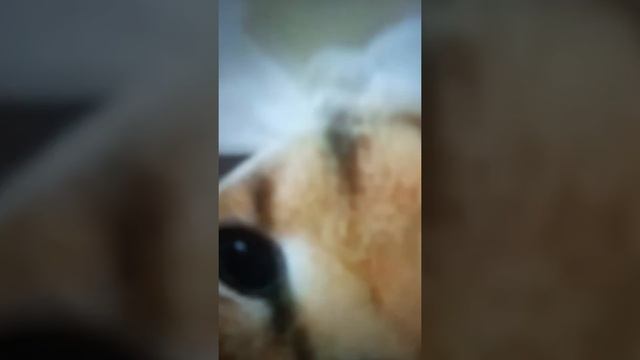 шляпа крутая смотреть онлайн