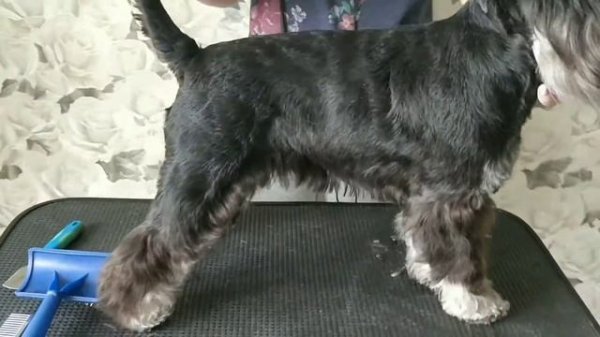 Стрижка Цвергшнауцера, весёлые девчонки!