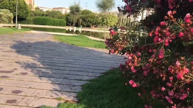 ЛАБРАДОР/9 МЕСЯЦЕВ/ СОВЕТЫ/ПРОГУЛКИ И ПИТАНИЕ/ОШЕЙНИК С АЛИЭКСПРЭСС смотреть онлайн