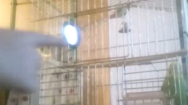 Насыпал корм смотреть онлайн