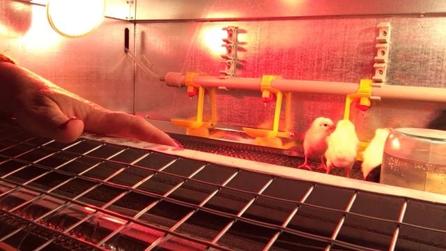 Петушок или курочка!? Афера не удалась. смотреть онлайн