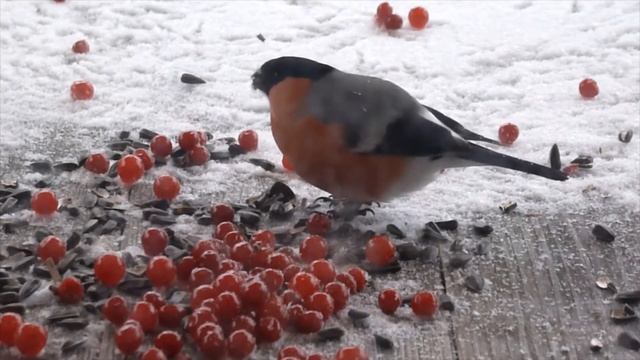 Снегирь дерется с синичкой за семечки из кормушки. Videos for cats. Фотоохота на птиц из окна смотреть онлайн