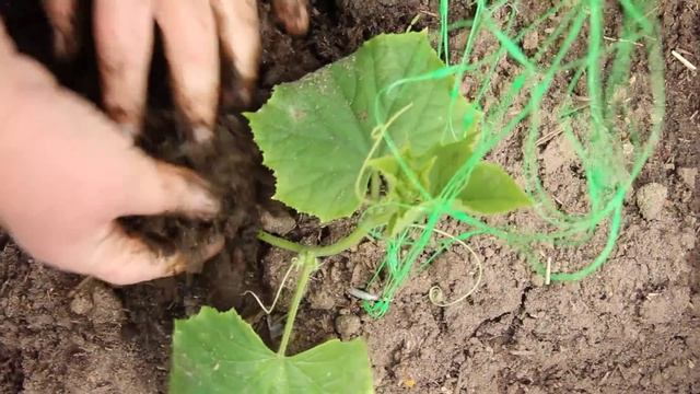 Тонкости ухода за огурцами.Важно знать! смотреть онлайн