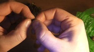 Репейная моль для зимней рыбалки