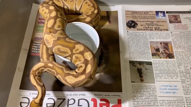 Simple Ball Python Rack System Setup! смотреть онлайн