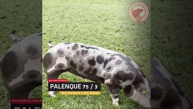Semental Palenque 75 #3 - 75% Pietrain / 25% Duroc смотреть онлайн