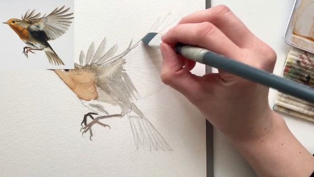How to paint a bird (Watercolor robin tutorial) смотреть онлайн