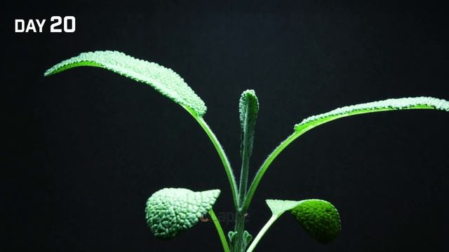 Growing Sage Herb from Seed (30 Days Time Lapse) смотреть онлайн