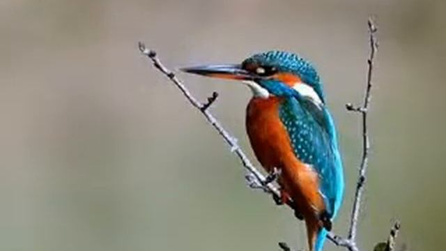 Птицы Планеты-Дятлы и Щюрки..avi смотреть онлайн