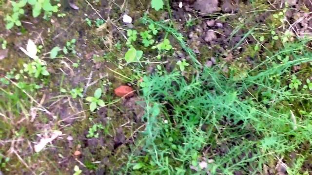 Aug 1, 2017. Третий месяц лета/. Цветут клематисы/ Флоксы смотреть онлайн