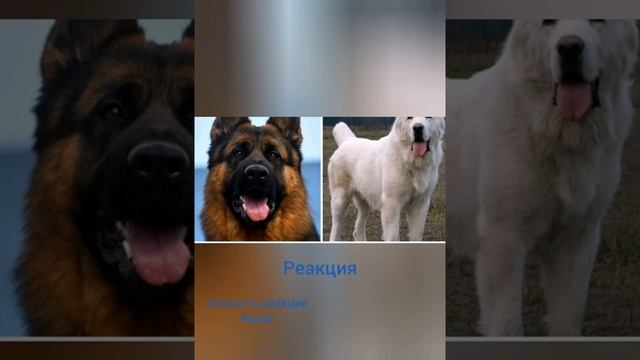Алабай VS Немецкая овчарка смотреть онлайн