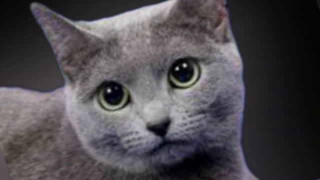 Русская голубая кошка и ее история в России. смотреть онлайн