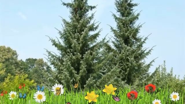 Ель сербская ? Обзор: посадка и уход. крупномеры, саженцы ели : описание и особенности смотреть онлайн