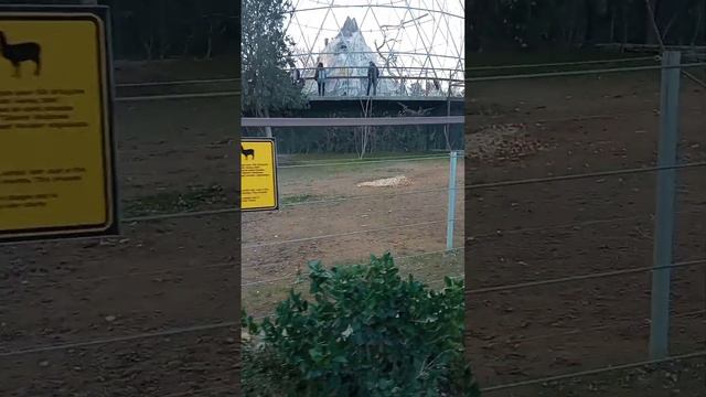 Зоопарк 1 часть❤️☺️😁🤗😁🐯🦁😺🐵😺 смотреть онлайн