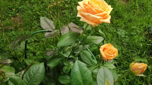 Розы в Подмосковье. SHUKRANI / ШУКРАНИ (чайно-гибридная) смотреть онлайн