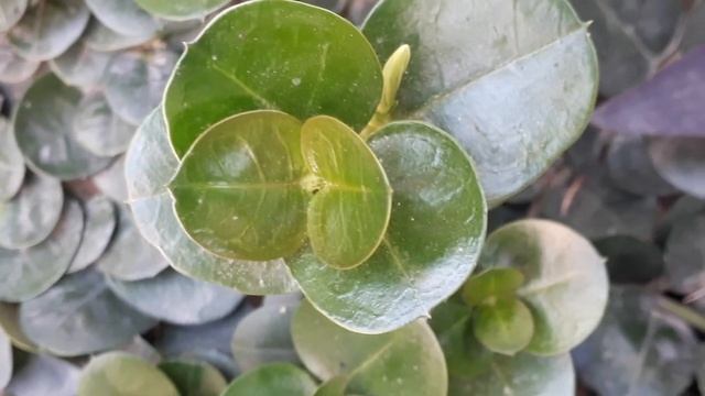 Carissa grandiflora/karonda/natal plum/desert star care. IN URDU смотреть онлайн