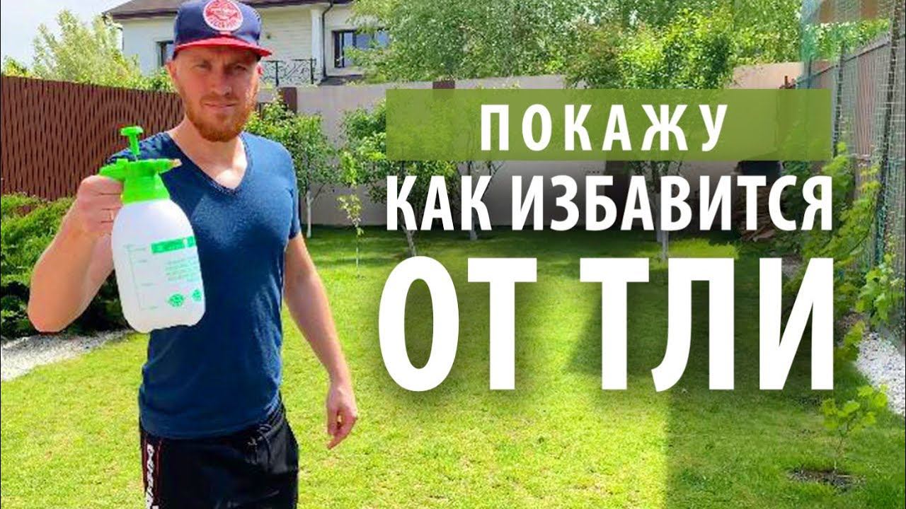 Избавляюсь от тли на деревьях народным Кубанским средством смотреть онлайн
