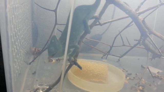 Йеменский хамелеон (chamaeleo calyptratus) ест. Veiled chameleon eating. (14.08.2016) смотреть онлайн