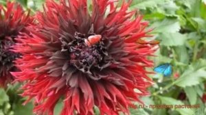 Георгина бахромчатая Кенора Макоп-Би ? обзор: как сажать, луковицы георгины Кенора Макоп-Би