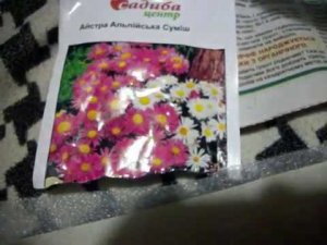 Размножение АЛЬПИЙСКОЙ (многолетней) АСТРЫ семенами