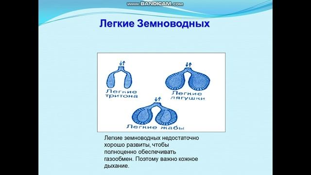 Органы дыхания. Строение органов дыхания у наземных и водных животных. Механизмы дыхания. смотреть онлайн