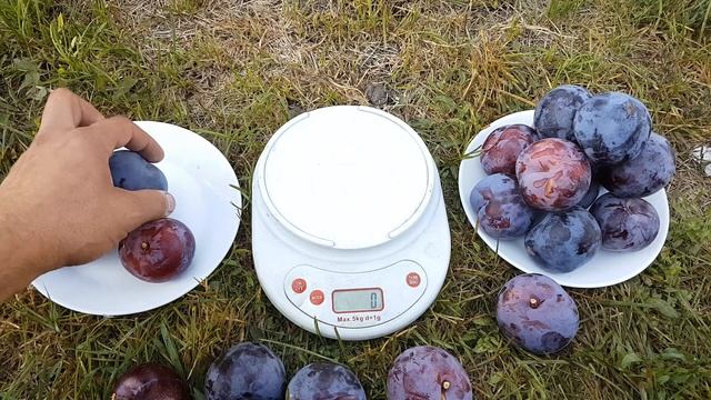 ДИПЛОИДНАЯ СЛИВА BLUE CARMEN