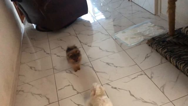 VLOG:ПРИЕХАЛИ В ПИТОМНИК! Много щенков шпица, наши братики и сестры. Рай! Щенки! смотреть онлайн