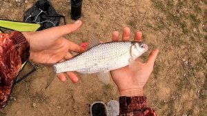 ПОПАЛ НА КОСЯК ВОБЛЫ И ЛЕЩА! Ловля крупной воблы. Рыбалка в Астрахани.