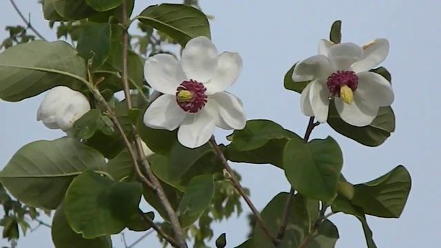Magnolia sieboldii смотреть онлайн