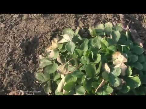 КАК ПЕРЕЗИМОВАЛА КЛУБНИКА . КАКОЙ СОРТ ЛУЧШЕ ПЕРЕНОСИТ ЗИМОВКУ смотреть онлайн