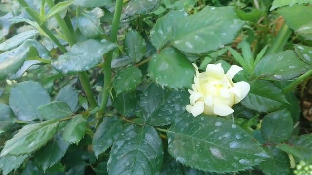 Обзор полиантовой розы "Splendid Ruffles", Interplant Нидерланды, 2007 смотреть онлайн