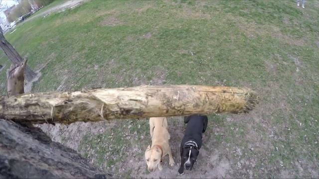 DM# 15 PITBULL IS JUMPING. FUNNY DOGS . Питбуль и прайтер, прыжки в высоту. pets смотреть онлайн