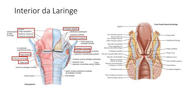 Laringe - Monitoria De Anatomia Médica I PUCPR
