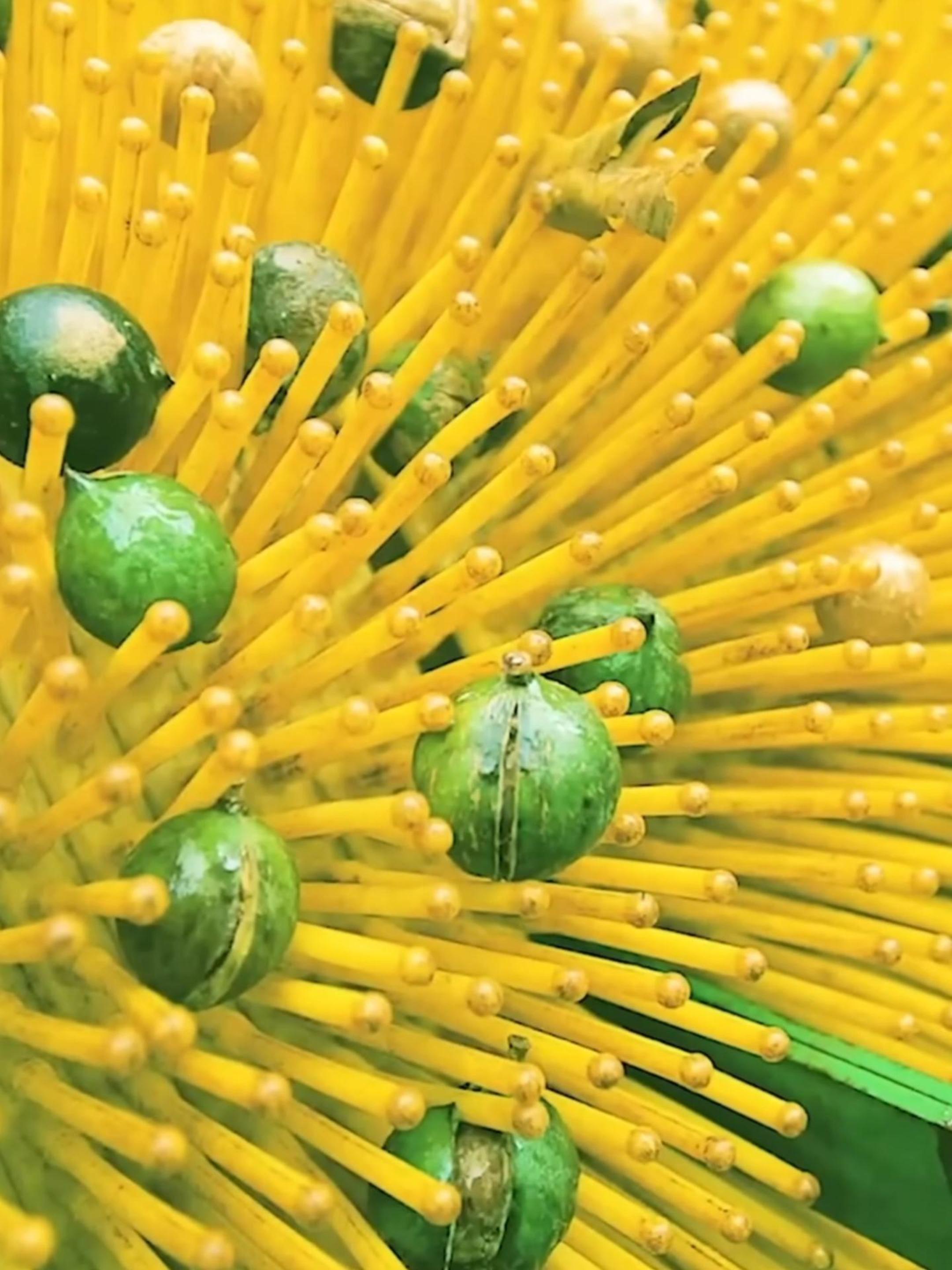 Как выращивают и обрабатывают орехи МАКАДАМИ #макадами #орехи смотреть онлайн