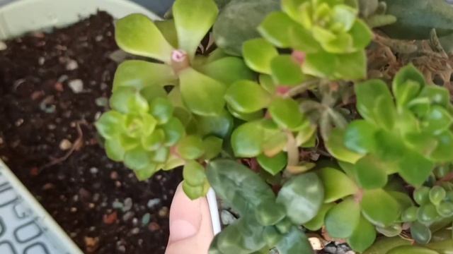 Суккулентные садики ?Сажаю,болтаю?? смотреть онлайн