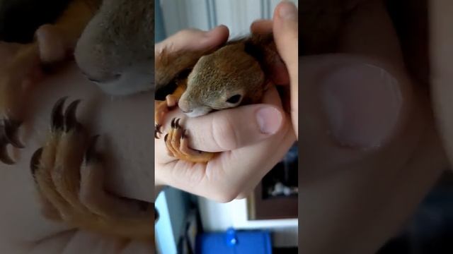 Сонная белка Милашка? смотреть онлайн