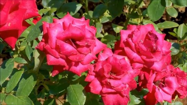 Стас  Михайлов    Я буду тебя беречь