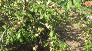 Слива желтая Хопты