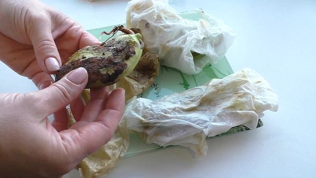 Как вырастить МАНГО из косточки ? смотреть онлайн