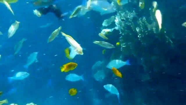Египетские рыбы/Egyptian fish смотреть онлайн