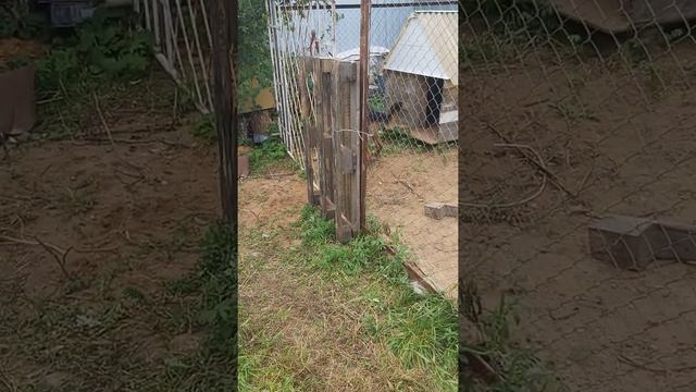 Немецкий боксер против Немецкая овчарка смотреть онлайн