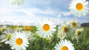 ФУТАЖ Ромашки - Footage  Chamomile
